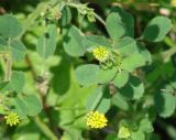 Medicago lupulina