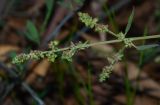 Atriplex davisii