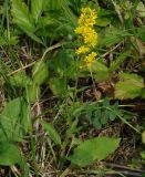 Solidago virgaurea. Цветущее растение. Иркутская обл., Иркутский р-н, окр. дер. Жердовка, опушка леса. 14.08.2015.