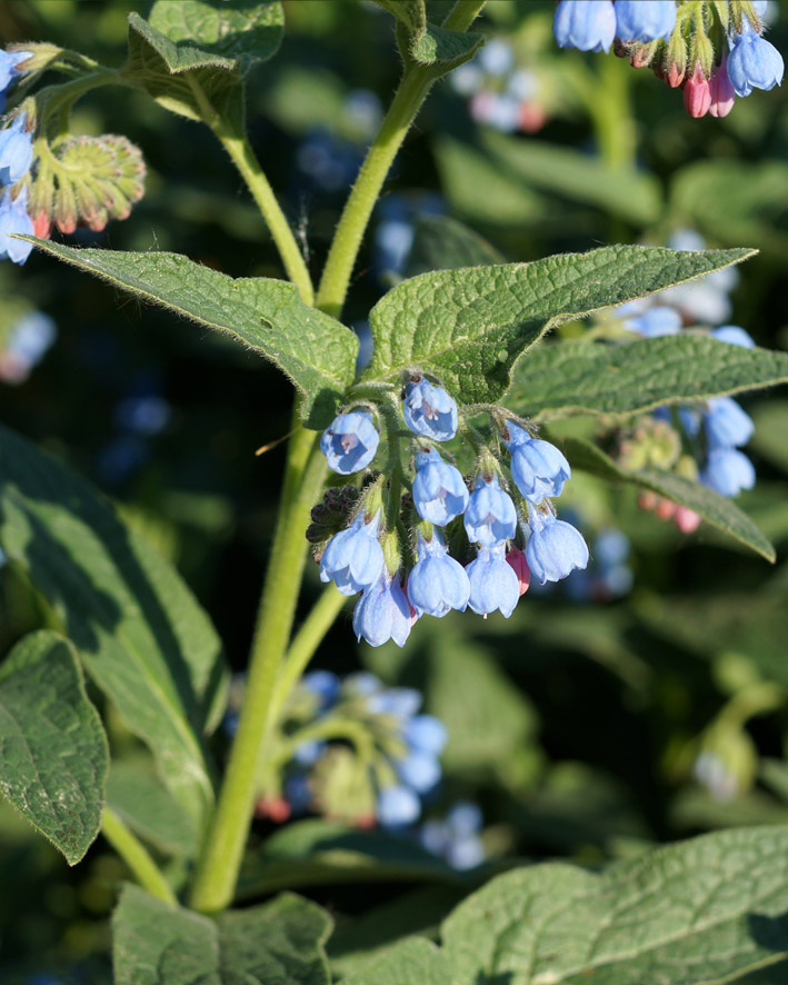 Изображение особи Symphytum caucasicum.