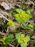 Chrysosplenium alternifolium