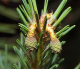 Pinus sylvestris