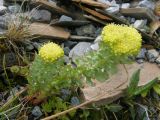 Rhodiola rosea