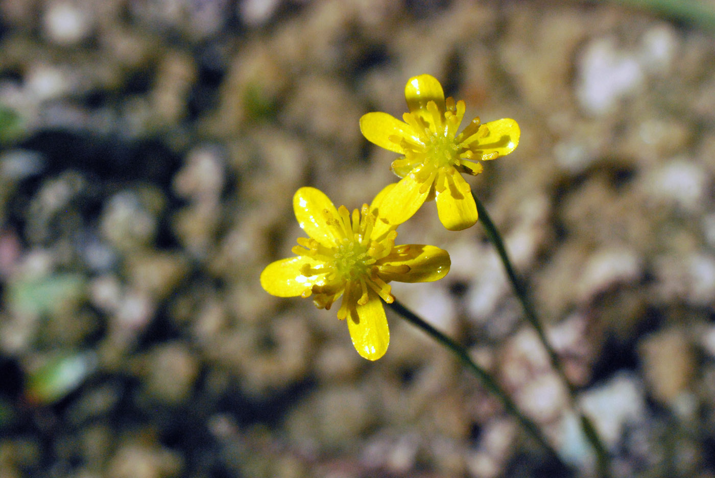 Изображение особи Ranunculus flammula.