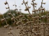 Salvia sclarea