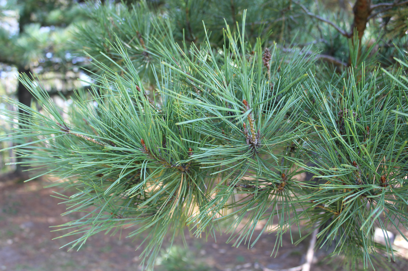 Изображение особи Pinus &times; funebris.