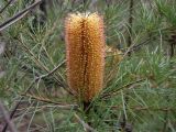 Banksia spinulosa. Верхушка побега с соцветием. Австралия, Новый Южный Уэльс, национальный парк \"Blue Mountains\" (\"Голубые Горы\"), эвкалиптовый лес. 04.04.2009.