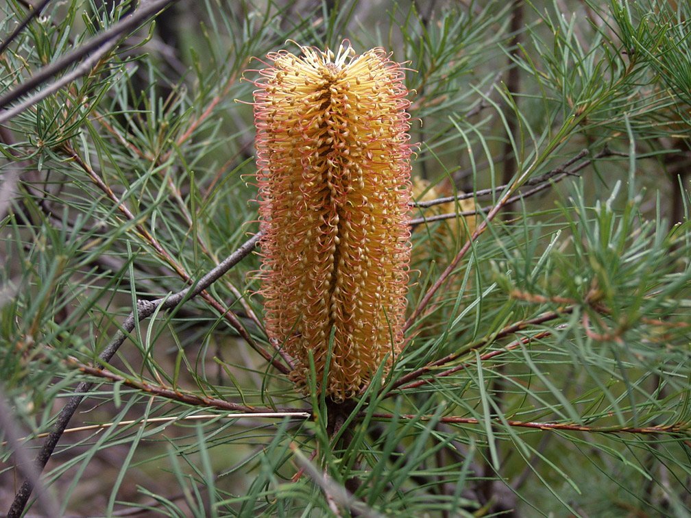 Изображение особи Banksia spinulosa.