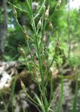 Ornithogalum ponticum. Часть побега с плодами. Краснодарский край, Абинский р-н, хр. Папай, склон горы Зап. Папай. 10.07.2016.