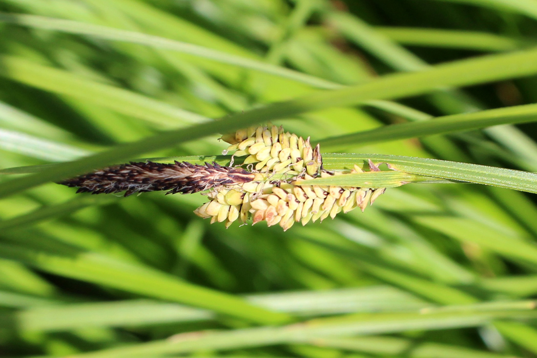 Изображение особи Carex cespitosa.