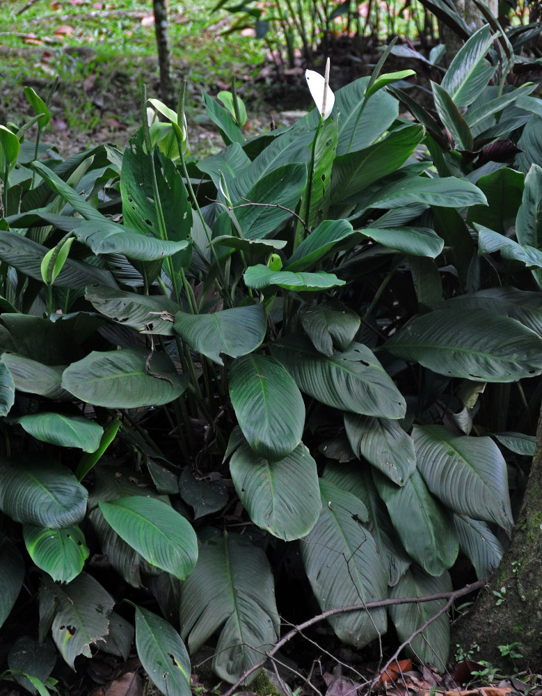 Изображение особи Spathiphyllum floribundum.