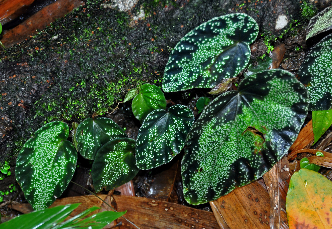 Изображение особи Begonia variabilis.