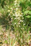 Cephalanthera epipactoides. Цветущие растения. Краснодарский край, Черноморское побережье Кавказа, м/о город-курорт Геленджик, хребет Туапхат, окр. Христовой щели, шибляк. 8 мая 2016 г.