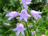 Campanula rapunculoides