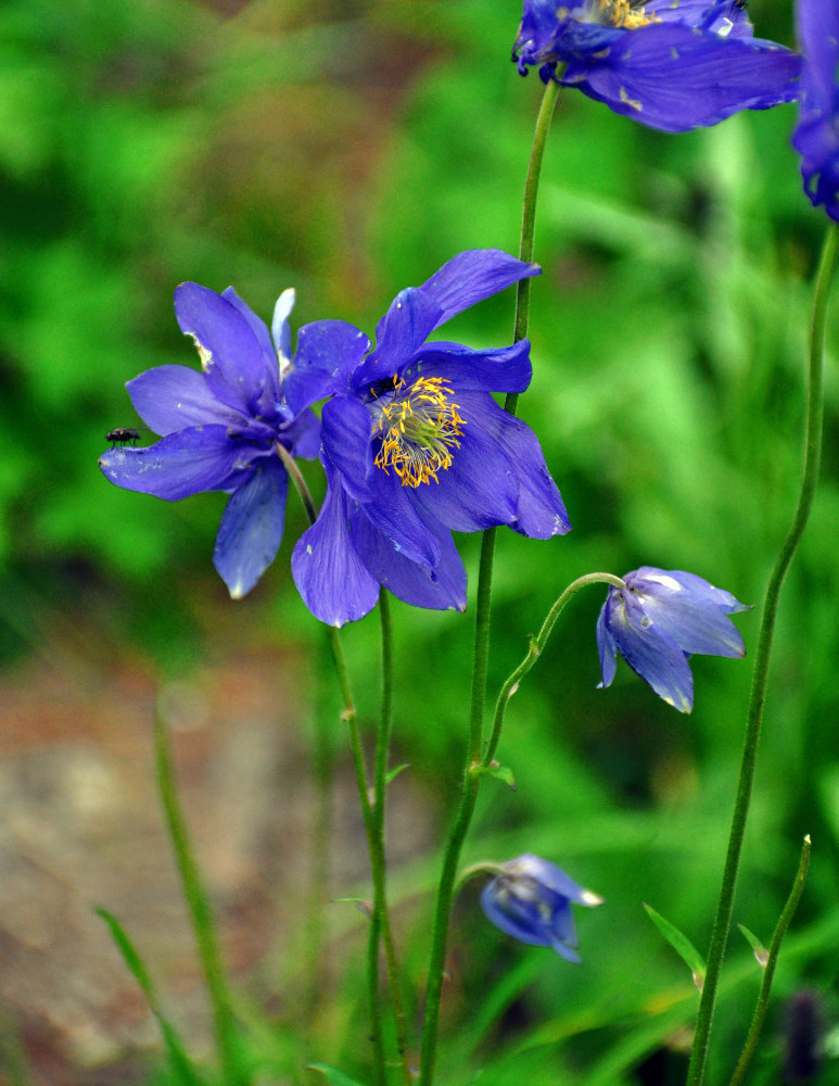 Изображение особи Aquilegia glandulosa.