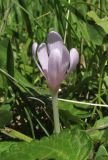 Colchicum umbrosum. Цветущее растение. Крым, Ай-Петринская яйла, луговой склон. 5 августа 2018 г.