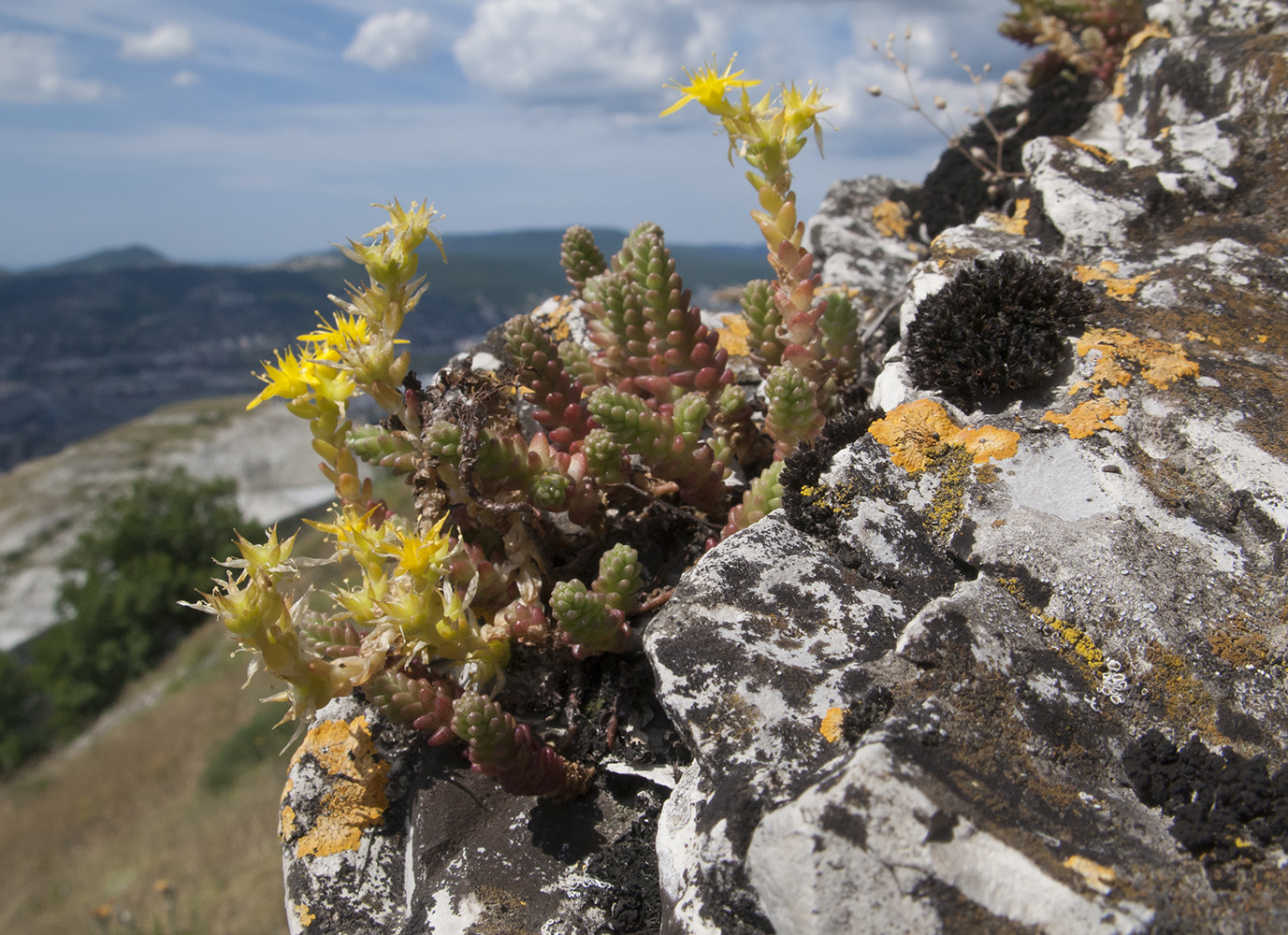 Image of Sedum acre specimen.