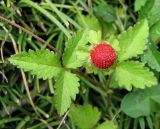 Duchesnea indica. Плодоносящее растение. Адлер, парк \"Южные Культуры\", начало июня.