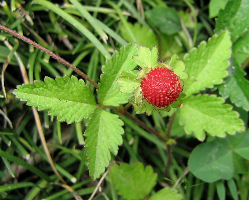 Изображение особи Duchesnea indica.