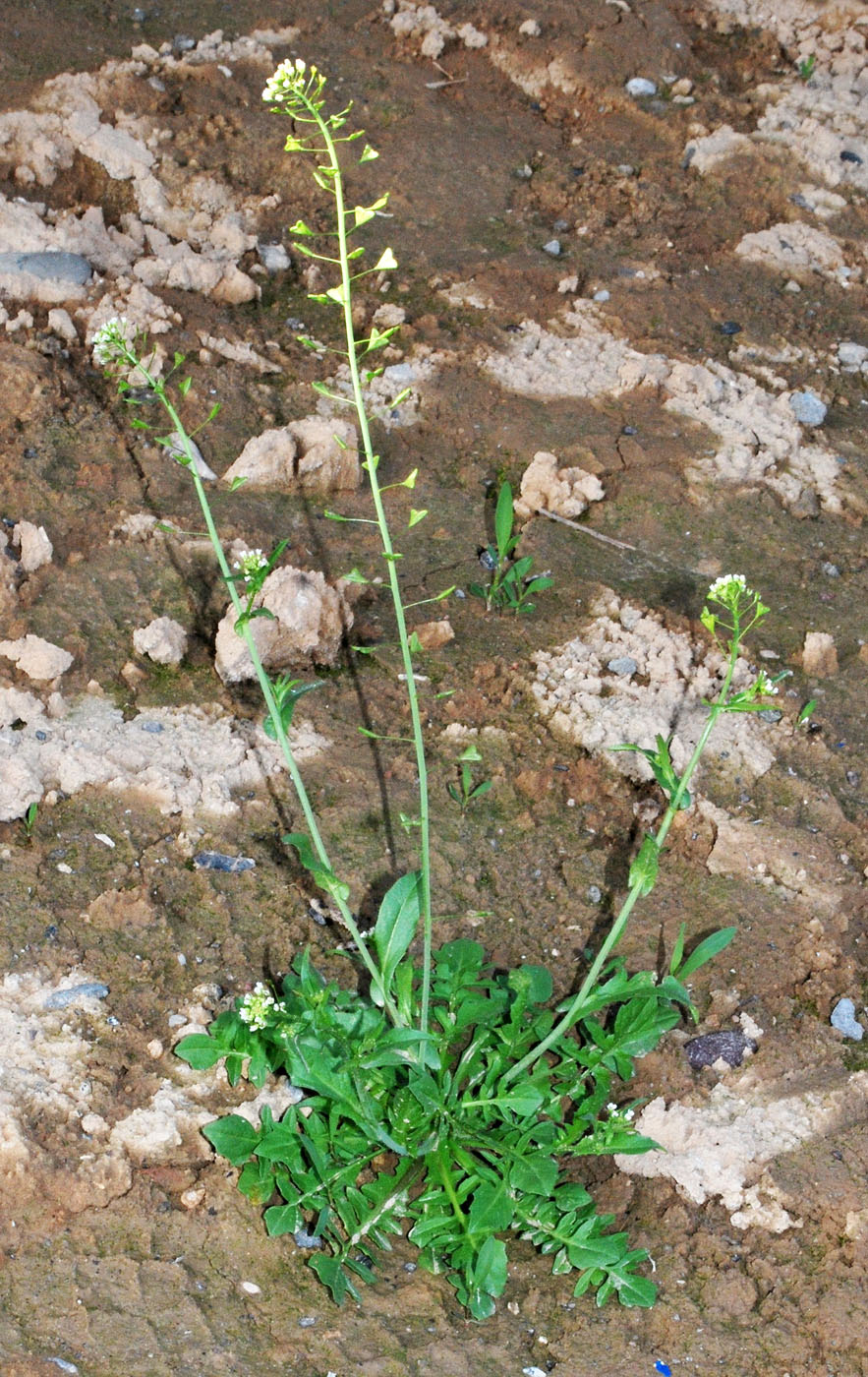 Изображение особи Capsella bursa-pastoris.