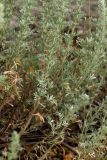 Artemisia frigida