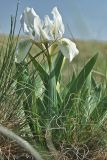 Iris pumila