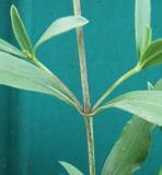 Helianthus rigidus