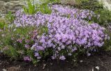 Phlox subulata. Цветущие растения. Пермский край, г. Пермь, Свердловский р-н, пересечение ул. Куйбышева и ул. Чкалова, клумба. 27.05.2020.