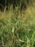 Veronica scutellata