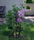 род Rhododendron. Цветущее растение. Пермский край, г. Пермь, Свердловский р-н, Центральный парк развлечений им. Горького, в озеленении. 15.06.2020.