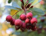 Crataegus crus-galli