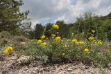 Medicago saxatilis