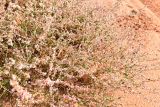 Atraphaxis virgata. Плодоносящее растение. Казахстан, Алматинская обл., горы Богуты, глинисто-щебнистое дно долины. 16 сентября 2021 г.