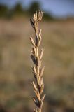 Oenothera biennis