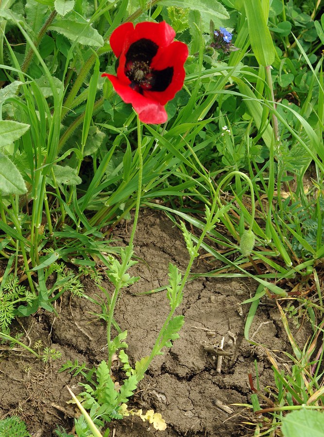 Изображение особи Papaver commutatum.