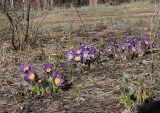 Pulsatilla patens