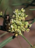 Vincetoxicum sibiricum. Соцветие с жуком Cetonia aurata. Алтайский край, Бийский р-н, окр. с. Лесное, сосновый лес. 11 июня 2022 г.