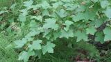 Ribes pallidiflorum