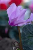 Cyclamen persicum