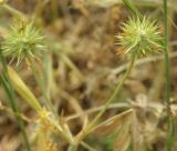 Trifolium leucanthum