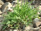 Papaver lapponicum