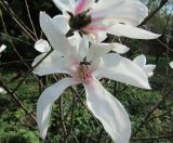 Magnolia salicifolia. Цветок ('Rosea') с кормящимся жуком. Московская обл., Щёлковский р-н, в культуре. 27 апреля 2023 г.