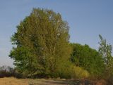 Populus &times; canadensis