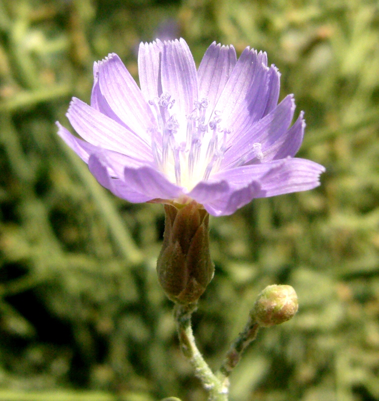 Image of Lactuca tatarica specimen.