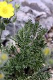 Potentilla soongorica. Листья. Южный Казахстан, хр. Боролдайтау, гора Нурбай; 1080 м н.у.м. 23.04.2012.