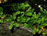 Selaginella sajanensis