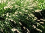 Pennisetum alopecuroides