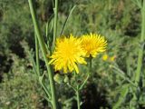 Sonchus arvensis ssp. uliginosus