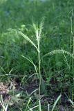 Achillea millefolium. Вегетирующее растение. Южный Казахстан, хр. Каржантау, ущ. Кызылбулак, левый склон. 27.05.2013.