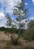 Betula borysthenica